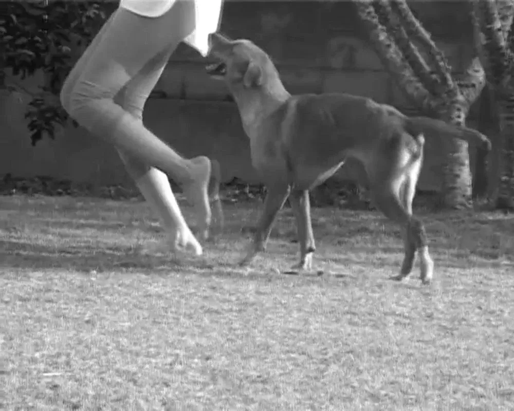 The Dogs Who Outlived Philosophy: On Araya Rasdjarmrearnsook’s ‘Some Unexpected Events Sometimes Bring Momentary Happiness’ (2005)